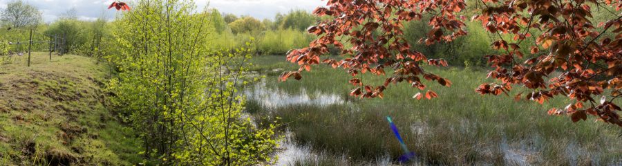 Rewilding of abandoned clay pits | Wienerberger production plant Beerse