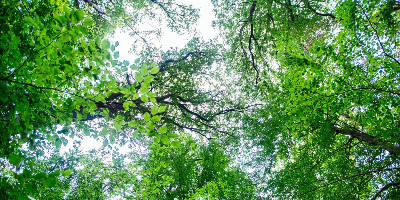 Forêt décarbonation