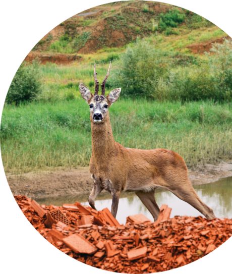 bulle forêt développement durable Wienerberger