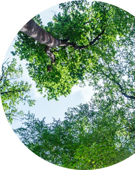 bulle forêt développement durable Wienerberger