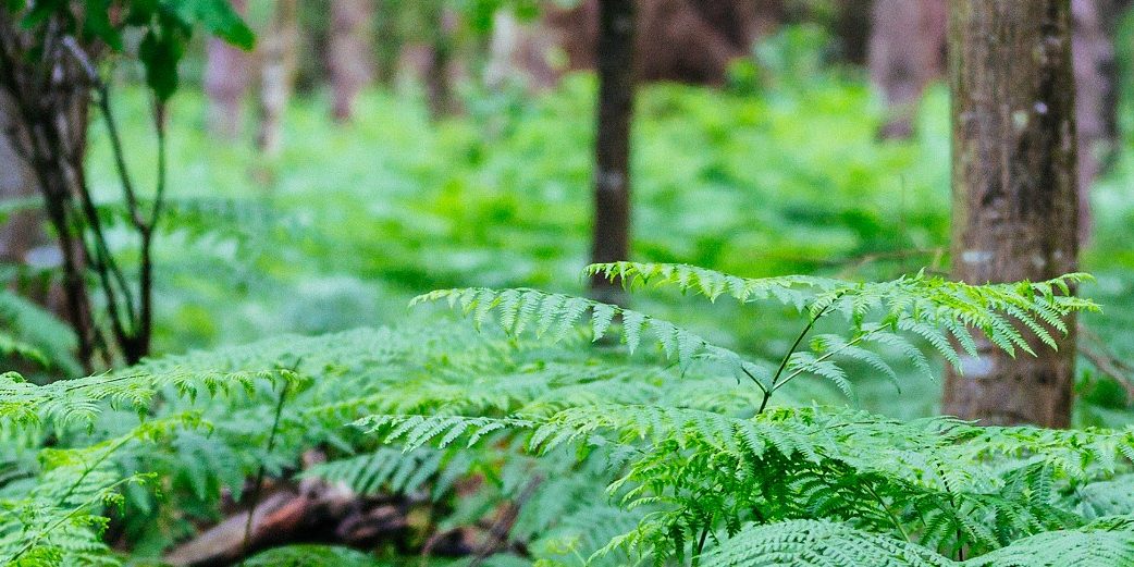 Photo de feuilles vertes en forêt