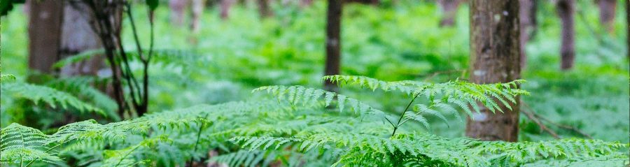 Photo forêt focus feuilles