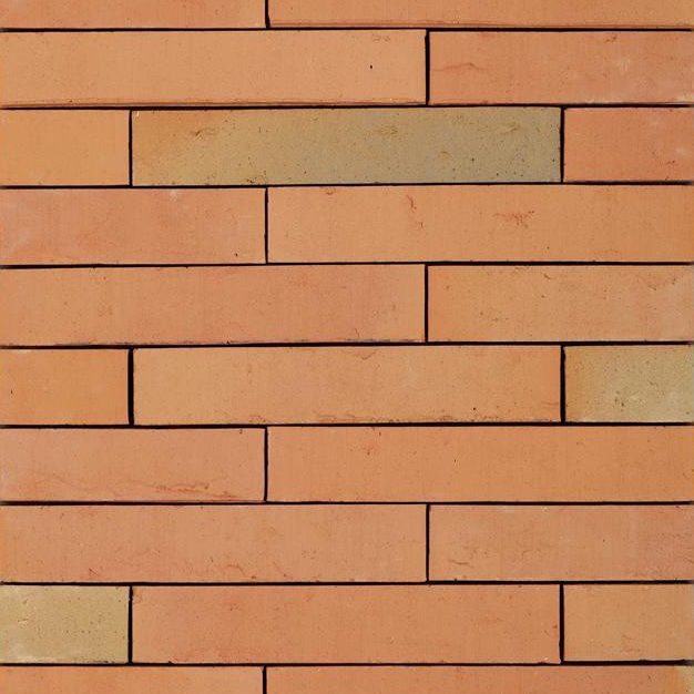 Collection Elignia betula